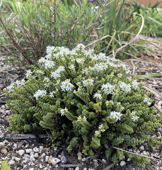 Hebe buchananii 'Minor', Dwarf Hebe