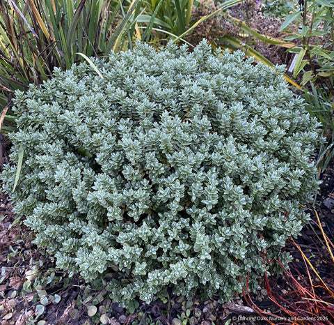 Shrubs ~ Hebe pinguifolia 'Sutherlandii' ~ Dancing Oaks Nursery and Gardens ~ Retail Nursery ~ Mail Order Nursery