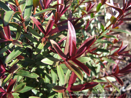 Shrubs ~ Hebe 'Sapphire' ~ Dancing Oaks Nursery and Gardens ~ Retail Nursery ~ Mail Order Nursery