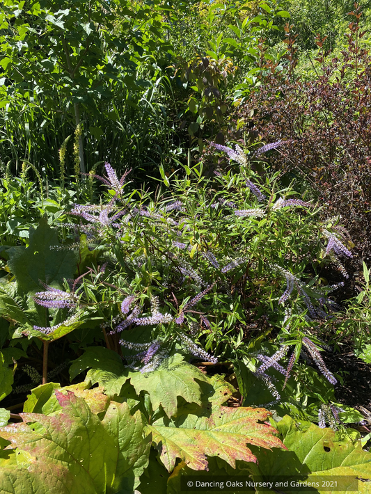 Shrubs ~ Hebe speciosa hybrid ~ Dancing Oaks Nursery and Gardens ~ Retail Nursery ~ Mail Order Nursery