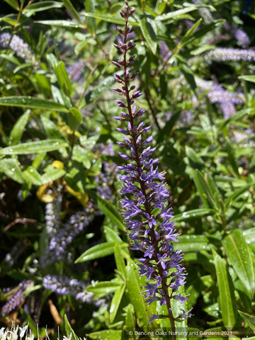 Shrubs ~ Hebe speciosa hybrid ~ Dancing Oaks Nursery and Gardens ~ Retail Nursery ~ Mail Order Nursery