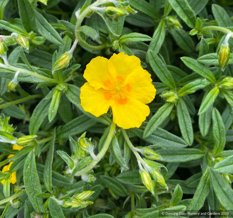 Shrubs~ Helianthemum 'Ben Fhada', Sun Rose or Rock Rose ~ Dancing Oaks Nursery and Gardens ~ Retail Nursery ~ Mail Order Nursery