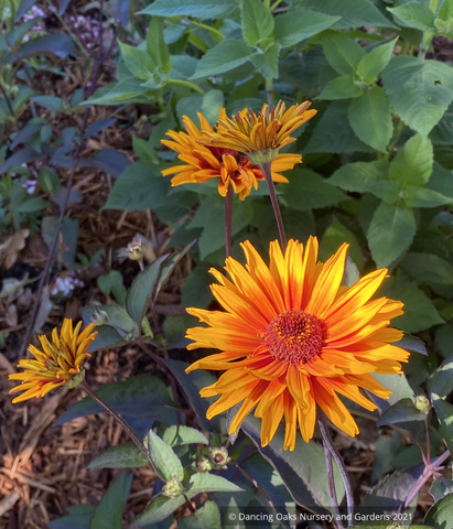 spider plant with yellow flowers Heliopsis helianthoides 'Yellow Spider', False Sunflower – Dancing Oaks Nursery and Gardens