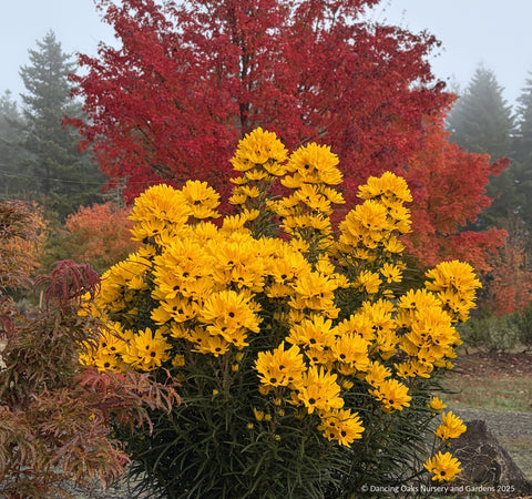 Perennials ~ Helianthus salicifolius 'Table Mountain', Willow-Leaved Sunflower ~ Dancing Oaks Nursery and Gardens ~ Retail Nursery ~ Mail Order Nursery