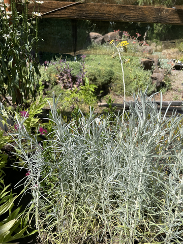 Perennial ~ Helichrysum italicum 'Miel et Curry' ~ Dancing Oaks Nursery and Gardens ~ Retail Nursery ~ Mail Order Nursery