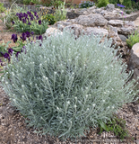 Helichrysum italicum 'Miel et Curry', Curry Plant