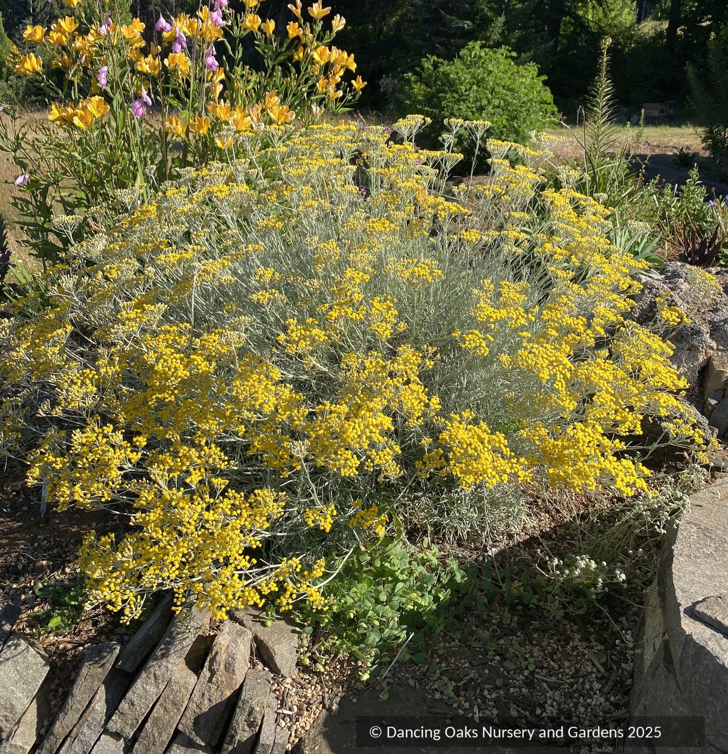 Helichrysum italicum 'Miel et Curry', Curry Plant