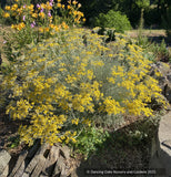 Helichrysum italicum 'Miel et Curry', Curry Plant