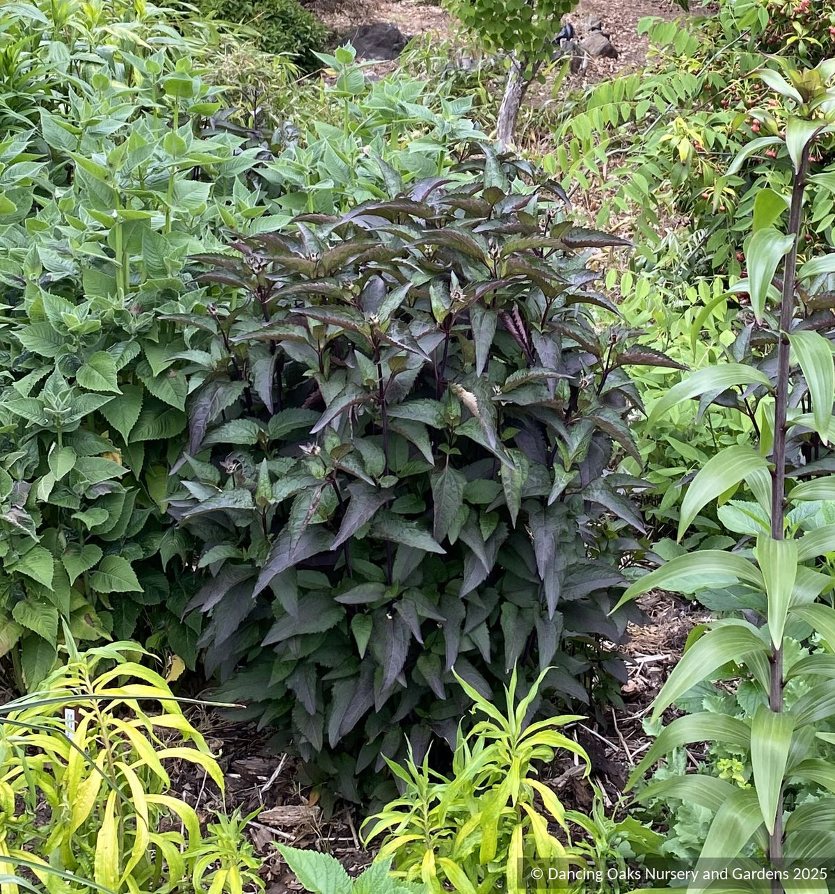 Perennials ~ Heliopsis helianthoides 'Yellow Spider', Oxeye Daisy ~ Dancing Oaks Nursery and Gardens ~ Retail Nursery ~ Mail Order Nursery
