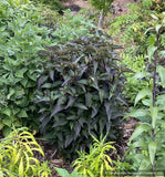 Perennials ~ Heliopsis helianthoides 'Yellow Spider', Oxeye Daisy ~ Dancing Oaks Nursery and Gardens ~ Retail Nursery ~ Mail Order Nursery