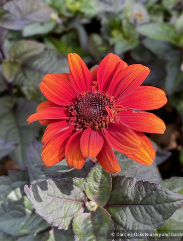 Perennials ~ Heliopsis helianthoides var. scabra 'Luna Roja', false sunflower ~ Dancing Oaks Nursery and Gardens ~ Retail Nursery ~ Mail Order Nursery