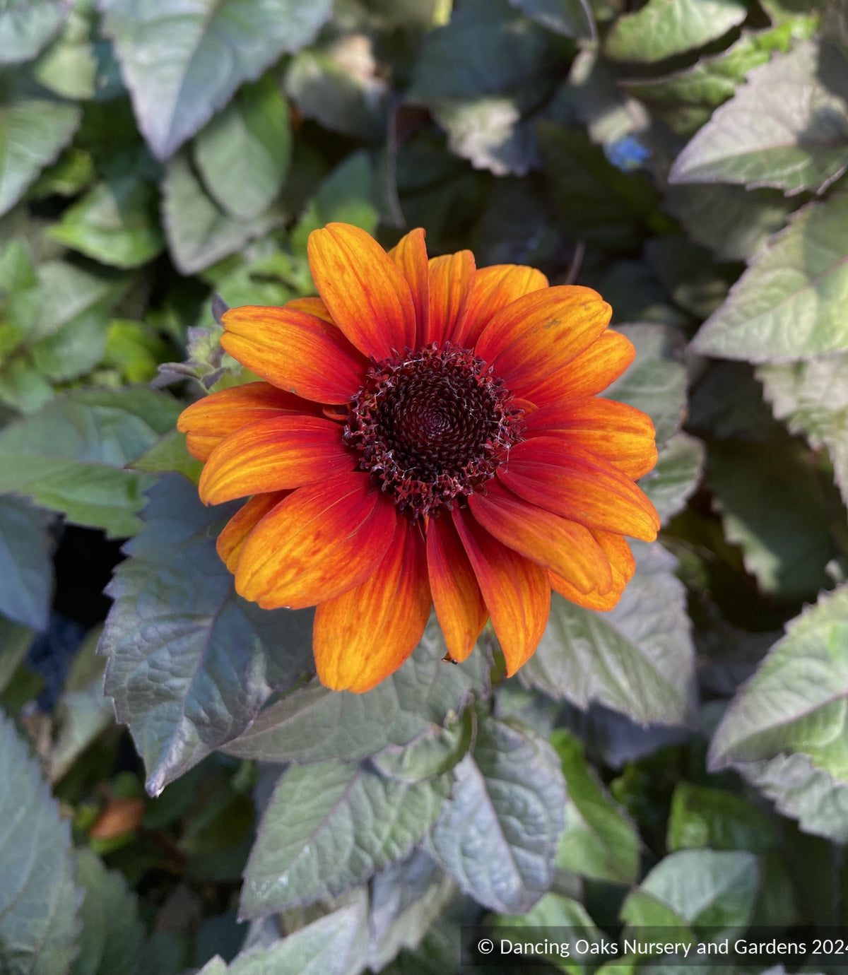 Perennials ~ Heliopsis helianthoides var. scabra 'Luna Roja', false sunflower ~ Dancing Oaks Nursery and Gardens ~ Retail Nursery ~ Mail Order Nursery