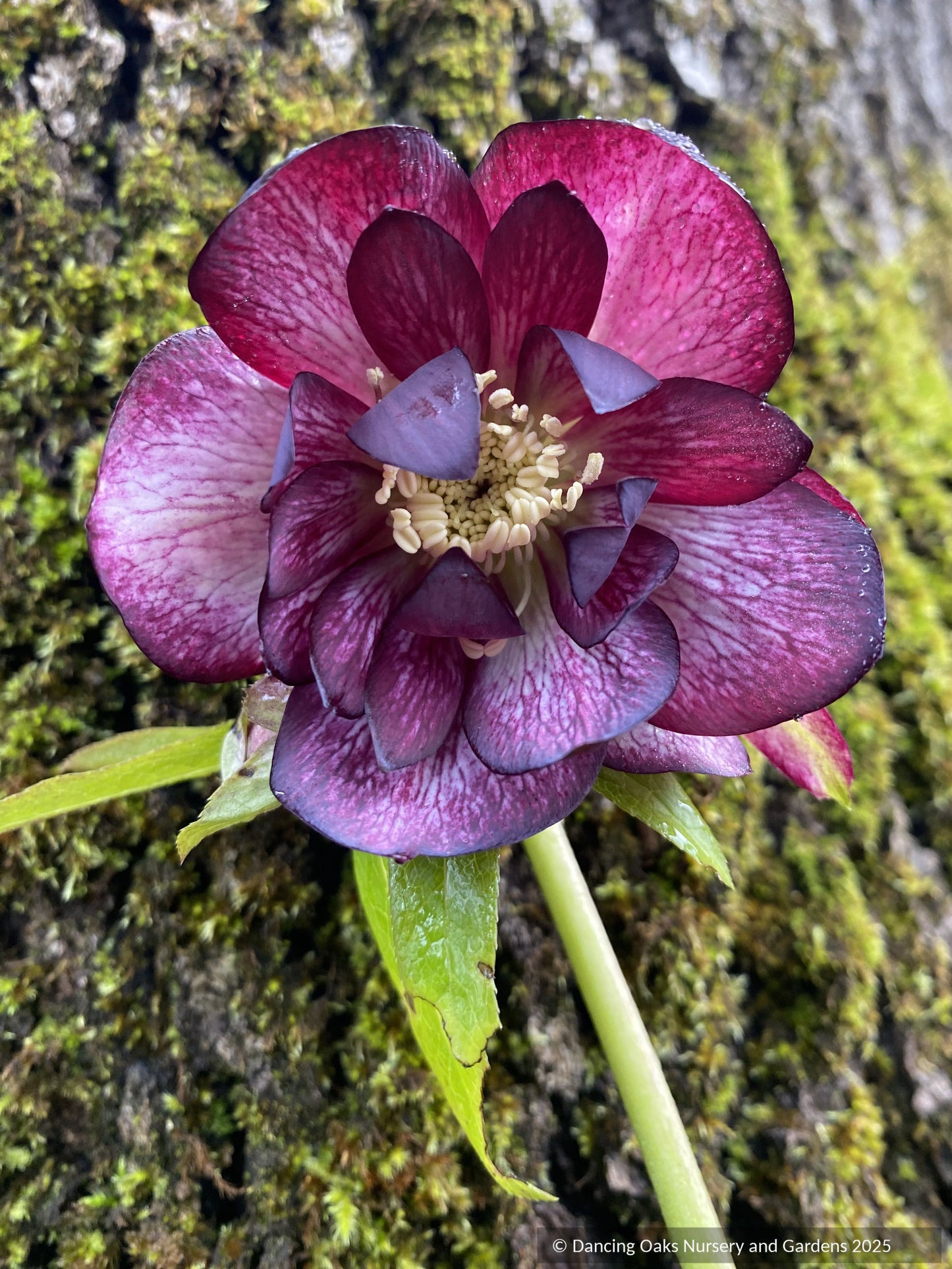 Helleborus Wedding Party™ Series 'Black Tie Affair', Lenten Rose or Hybrid Hellebore