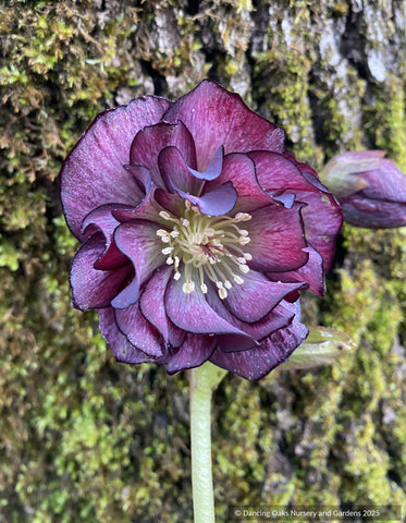 Helleborus Wedding Party™ Series 'Black Tie Affair', Lenten Rose or Hybrid Hellebore
