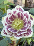 Perennials ~ Helleborus 'Father of the Bride' Wedding Party™ Series, Lenten Rose, Hellebore ~ Dancing Oaks Nursery and Gardens ~ Retail Nursery ~ Mail Order Nursery