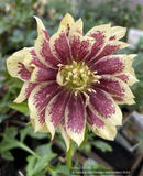 Perennials ~ Helleborus 'Father of the Bride' Wedding Party™ Series, Lenten Rose, Hellebore ~ Dancing Oaks Nursery and Gardens ~ Retail Nursery ~ Mail Order Nursery