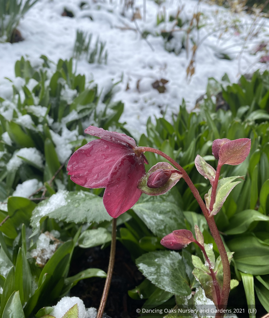 Perennials ~ Helleborus HGC® 'Ice N' Roses Rose', Lenten Rose, Hellebore ~ Dancing Oaks Nursery and Gardens ~ Retail Nursery ~ Mail Order Nursery