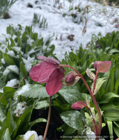 Perennials ~ Helleborus HGC® 'Ice N' Roses Rose', Lenten Rose, Hellebore ~ Dancing Oaks Nursery and Gardens ~ Retail Nursery ~ Mail Order Nursery