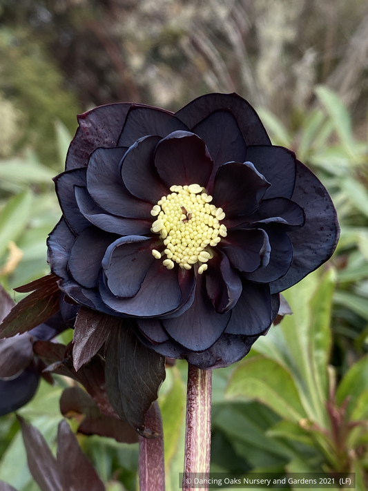 Perennials ~ Helleborus 'Dark and Handsome' Wedding Party™ Series, Lenten Rose, Hellebore ~ Dancing Oaks Nursery and Gardens ~ Retail Nursery ~ Mail Order Nursery