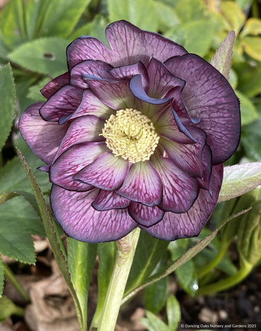 Helleborus Wedding Party™ Series 'Black Tie Affair', lenten rose or hybrid hellebore
