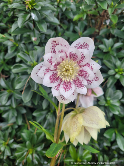 Perennials ~ Helleborus 'Confetti Cake' Wedding Party™ Series, Lenten Rose, Hellebore ~ Dancing Oaks Nursery and Gardens ~ Retail Nursery ~ Mail Order Nursery