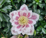 Helleborus 'Confetti Cake' Wedding Party™ Series, Lenten Rose or Hybrid Hellebore