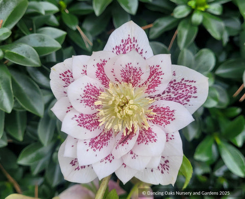 Helleborus 'Confetti Cake' Wedding Party™ Series, Lenten Rose or Hybrid Hellebore