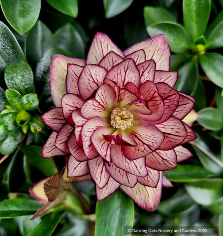 Helleborus Wedding Party™ Series 'Childhood Sweetheart', Lenten rose or hybrid hellebore