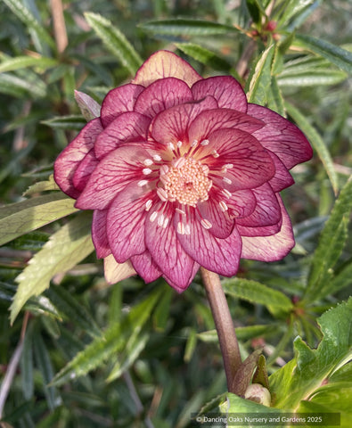 Perennials ~ Helleborus Wedding Party™ Series 'Childhood Sweetheart', Lenten rose or hybrid hellebore ~ Dancing Oaks Nursery and Gardens ~ Retail Nursery ~ Mail Order Nursery