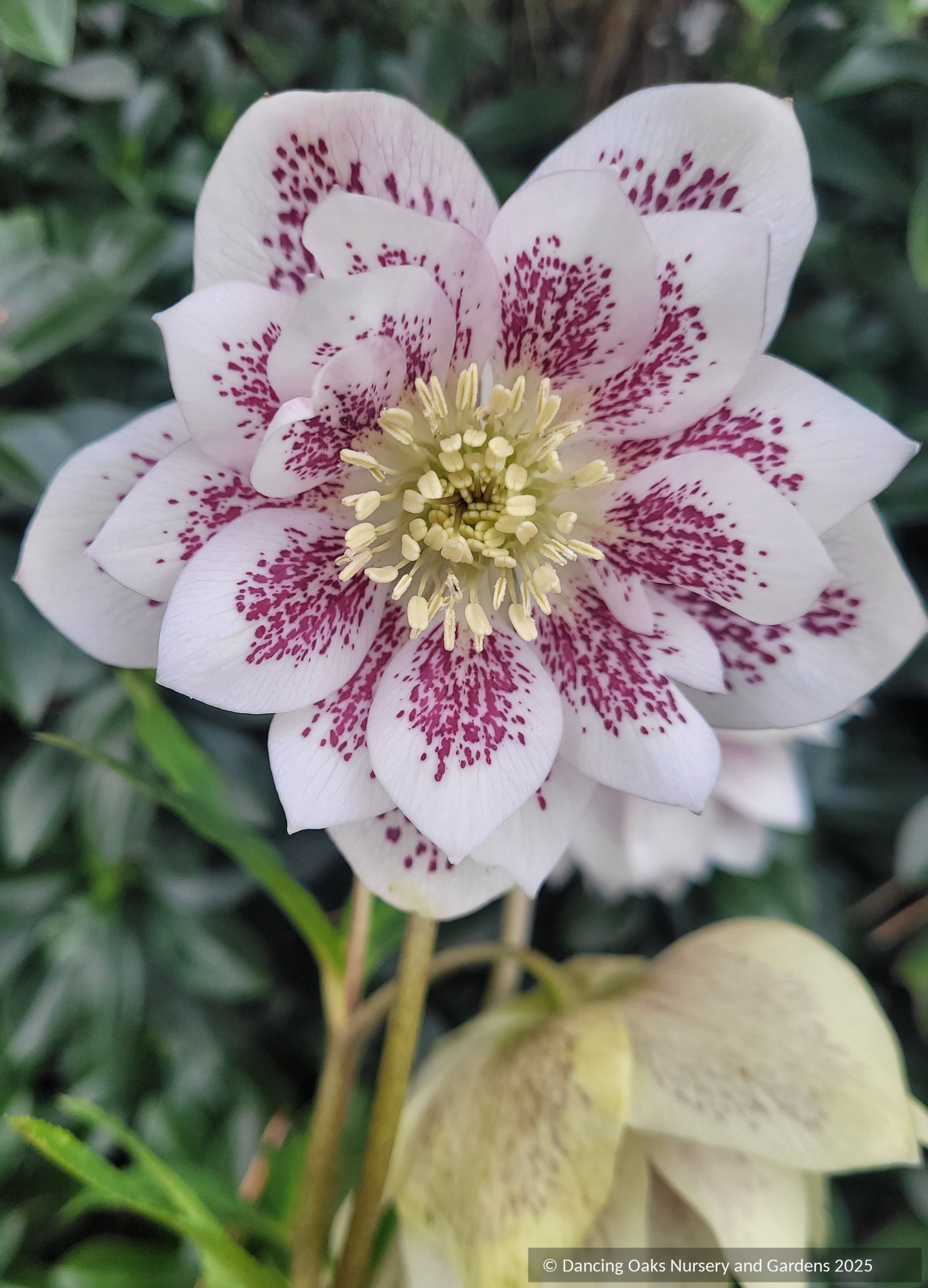 Perennials ~ Helleborus 'Confetti Cake' Wedding Party™ Series, Lenten Rose, Hellebore ~ Dancing Oaks Nursery and Gardens ~ Retail Nursery ~ Mail Order Nursery