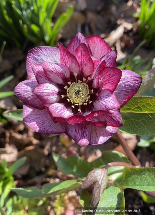 Helleborus 'Whirlwind Romance' Wedding Party™ Series, Lenten Rose or Hybrid Hellebore