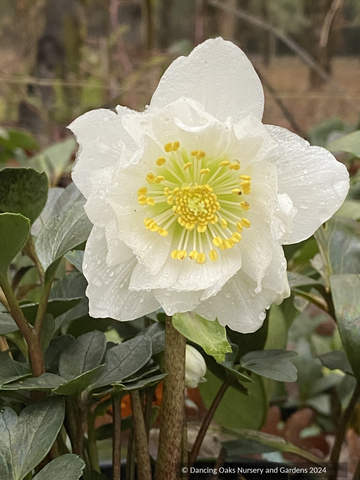 Perennials ~ Helleborus niger 'Snowbells', Lenten Rose, Hellebore ~ Dancing Oaks Nursery and Gardens ~ Retail Nursery ~ Mail Order Nursery