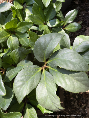 Helleborus niger 'HGC® 'Diva®',  Lenten Rose, Hellebore