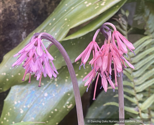 Perennials ~ Heloniopsis orientalis, swamp pink ~ Dancing Oaks Nursery and Gardens ~ Retail Nursery ~ Mail Order Nursery