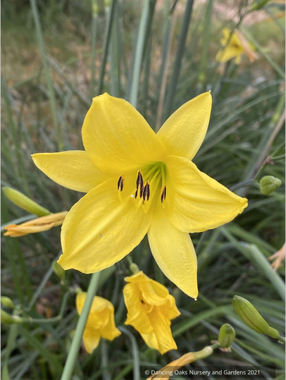 Hemerocallis 'Corky', Daylily