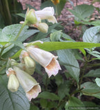 Perennials ~ Hemiboea aff. cavaleriei, cavalier hemiboea ~ Dancing Oaks Nursery and Gardens ~ Retail Nursery ~ Mail Order Nursery