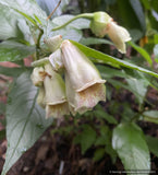 Perennials ~ Hemiboea aff. cavaleriei, cavalier hemiboea ~ Dancing Oaks Nursery and Gardens ~ Retail Nursery ~ Mail Order Nursery