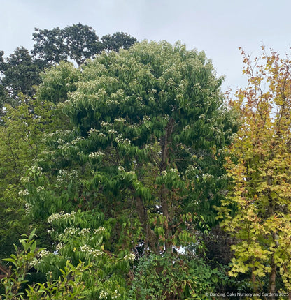 Trees ~ Heptacodium miconioides, Seven-son flower ~ Dancing Oaks Nursery and Gardens ~ Retail Nursery ~ Mail Order Nursery