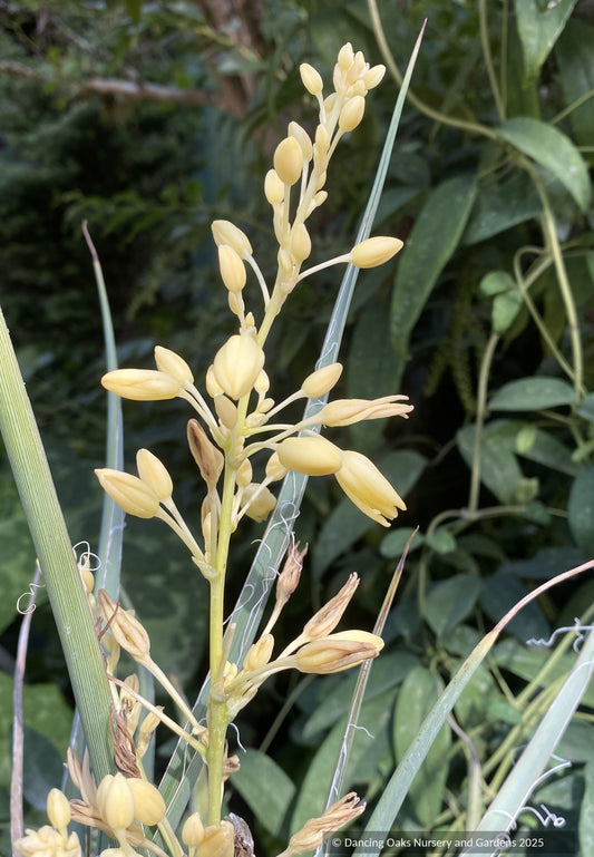 Perennials ~ Hesperaloe parviflora 'Yellow Sun' Yellow Flowering Texas Yucca ~ Dancing Oaks Nursery and Gardens ~ Retail Nursery ~ Mail Order Nursery