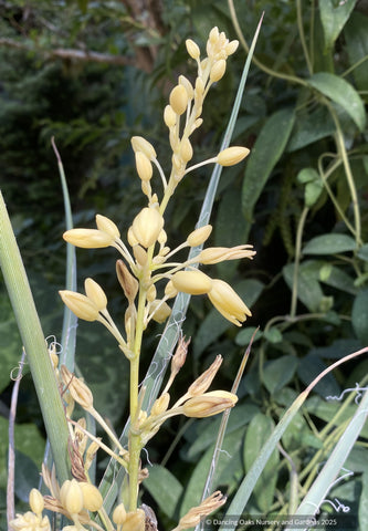 Perennials ~ Hesperaloe parviflora 'Yellow Sun' Yellow Flowering Texas Yucca ~ Dancing Oaks Nursery and Gardens ~ Retail Nursery ~ Mail Order Nursery