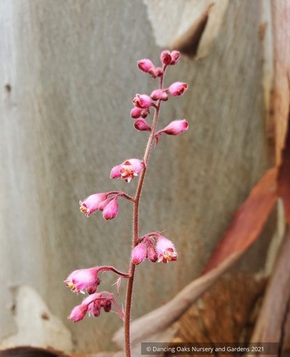 Perennials ~ Heuchera 'Fred Case', Coral Bells ~ Dancing Oaks Nursery and Gardens ~ Retail Nursery ~ Mail Order Nursery