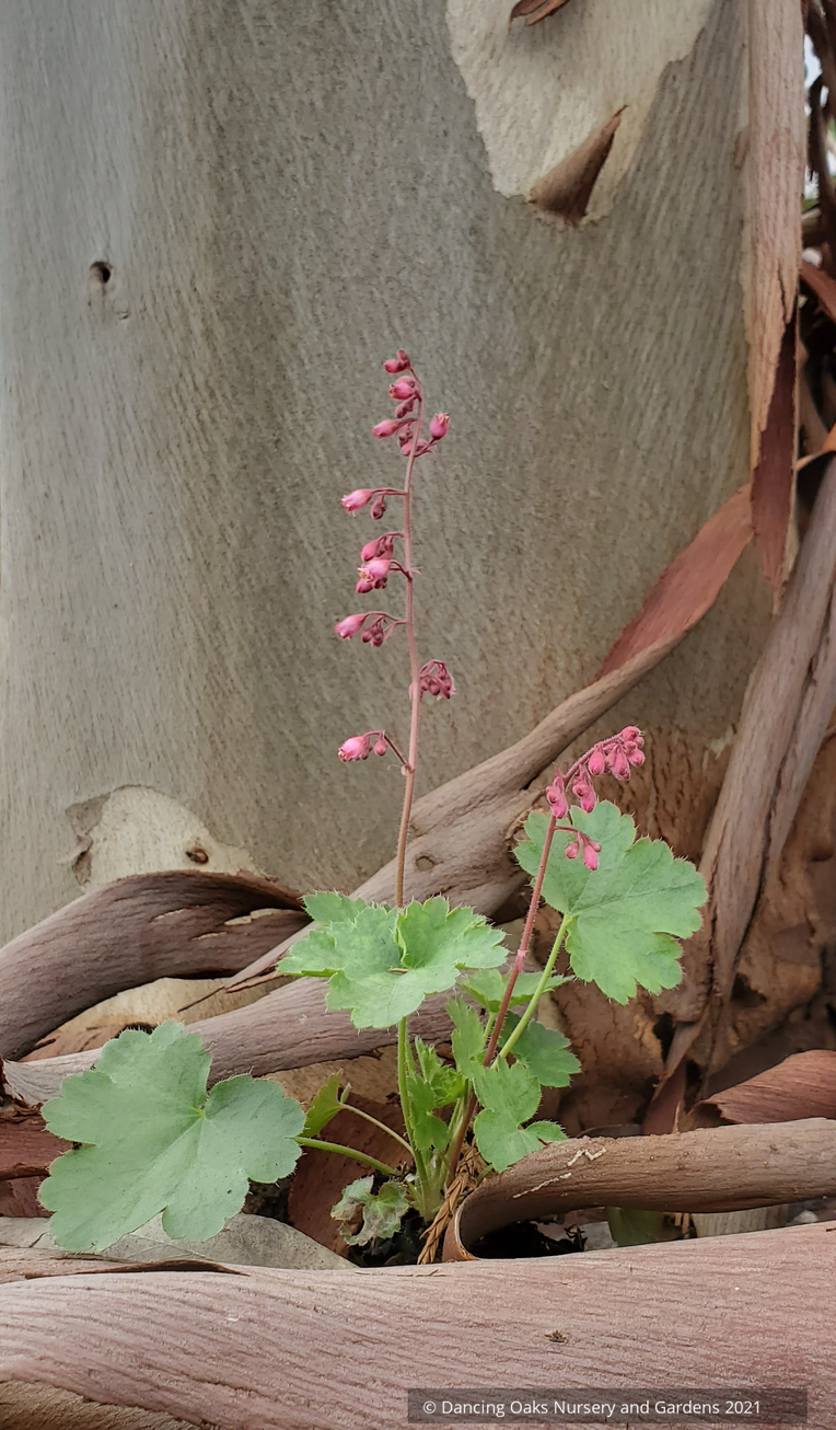 Perennials ~ Heuchera 'Fred Case', Coral Bells ~ Dancing Oaks Nursery and Gardens ~ Retail Nursery ~ Mail Order Nursery