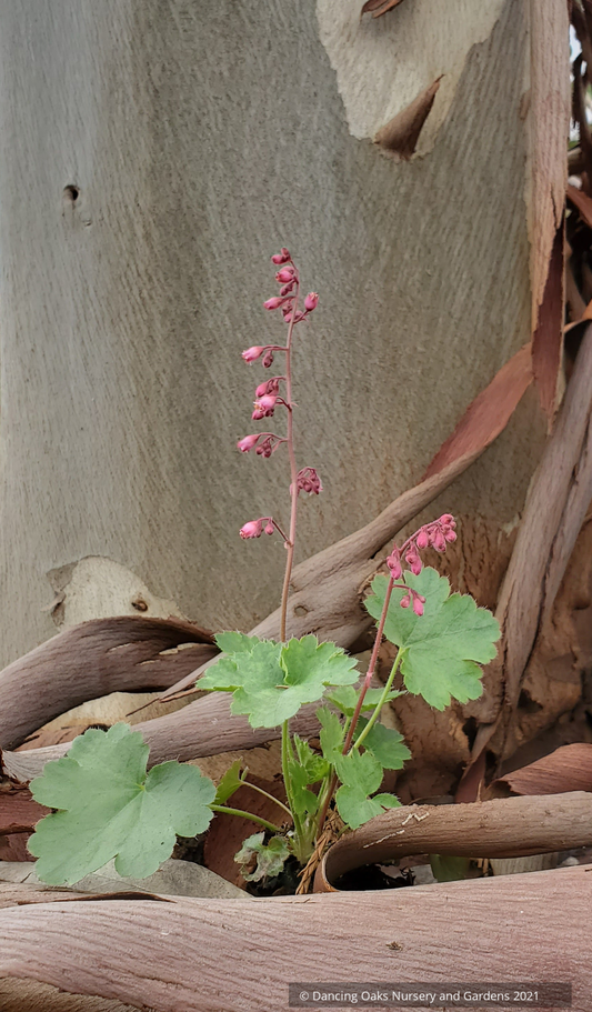 Perennials ~ Heuchera 'Fred Case', Coral Bells ~ Dancing Oaks Nursery and Gardens ~ Retail Nursery ~ Mail Order Nursery