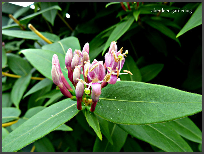 Lonicera henryi, Henry's Evergreen Honeysuckle