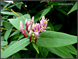 Lonicera henryi, Henry's Evergreen Honeysuckle