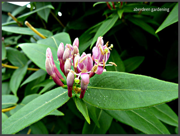 Lonicera henryi, Henry's Evergreen Honeysuckle  Dancing Oaks Nursery and  Gardens