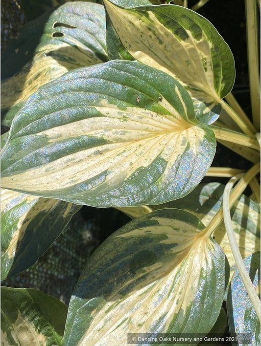 Hosta 'Revolution', Plantain Lily