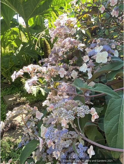 Shrubs ~ Hydrangea aspera -- Purple Form, Rough-leaved Hydrangea ~ Dancing Oaks Nursery and Gardens ~ Retail Nursery ~ Mail Order Nursery