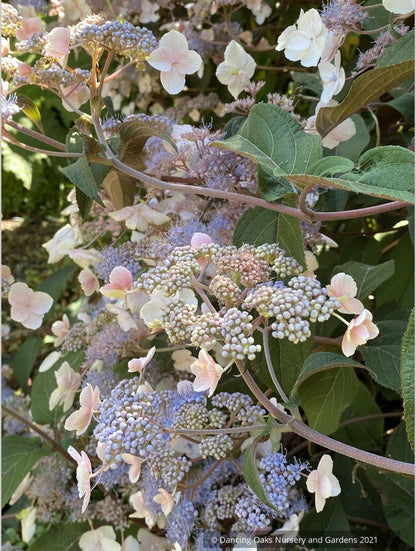 Shrubs ~ Hydrangea aspera -- Purple Form, Rough-leaved Hydrangea ~ Dancing Oaks Nursery and Gardens ~ Retail Nursery ~ Mail Order Nursery
