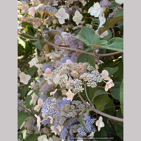 Shrubs ~ Hydrangea aspera -- Purple Form, Rough-leaved Hydrangea ~ Dancing Oaks Nursery and Gardens ~ Retail Nursery ~ Mail Order Nursery